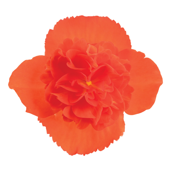Begonia hybrida 'I'Conia Bacio Salmon'