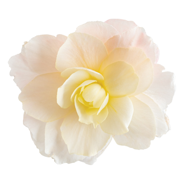Begonia hybrida 'I'Conia Bacio White'