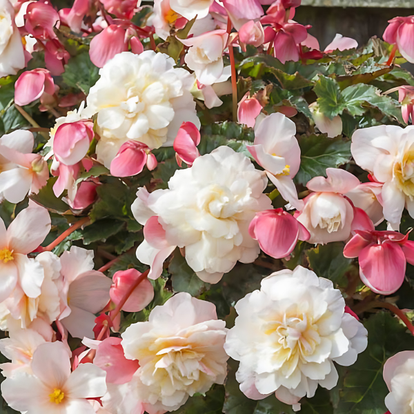 Begonia Tuberous tuberhybrida 'SweetSpice Appleblossom'