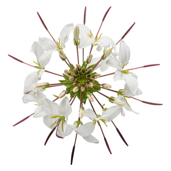 Cleome hybrida 'Senorita Blanca'