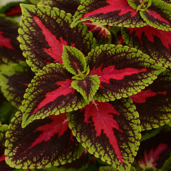 Coleus scutellarioides 'Volcanica French Quarter'