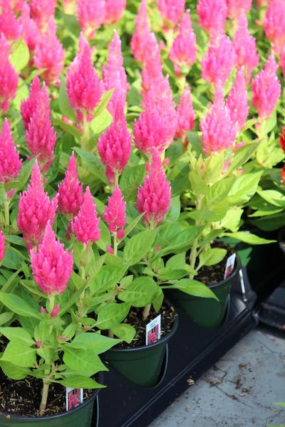 Celosia plumosa 'Castle Pink'