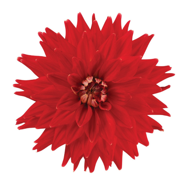 Dahlia 'Megaboom Fire'