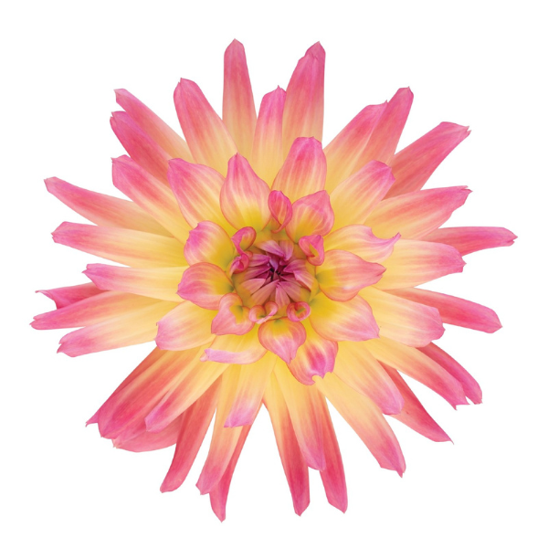 Dahlia 'Megaboom Passion Fruit'