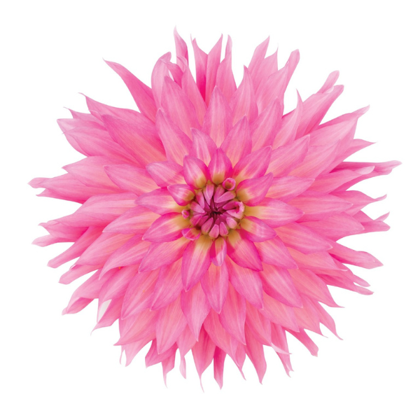 Dahlia 'Megaboom Pink Lemonade'