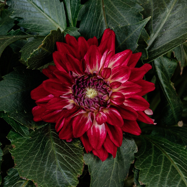 Dahlia 'Megaboom Raspberry Ice'