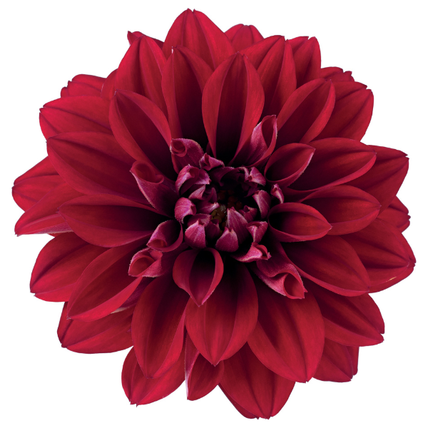 Dahlia 'Novation Red'
