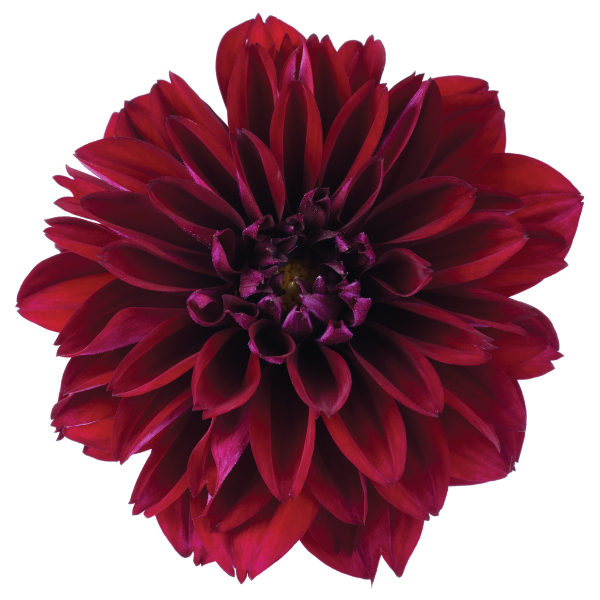 Dahlia 'Novation Ruby'