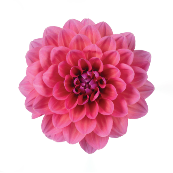 Dahlia 'Novation Salmon'