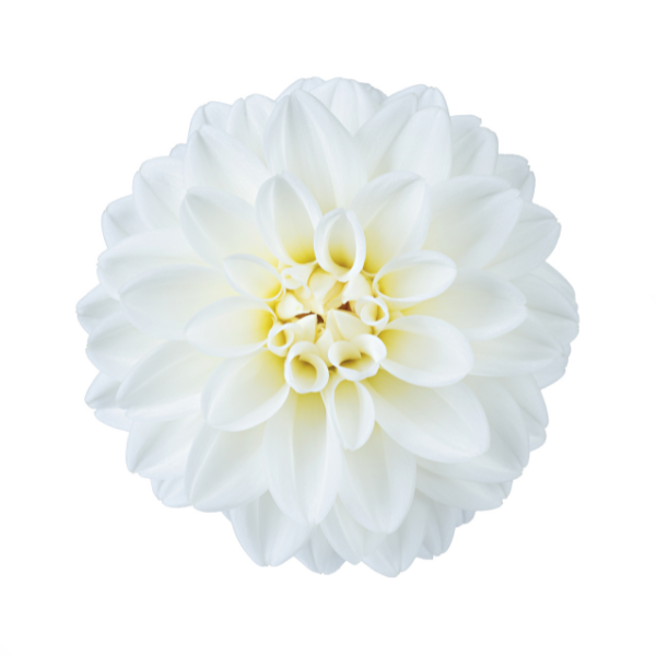 Dahlia 'Novation White'