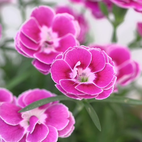 Dianthus cultivars 'Capitan Magnifica'