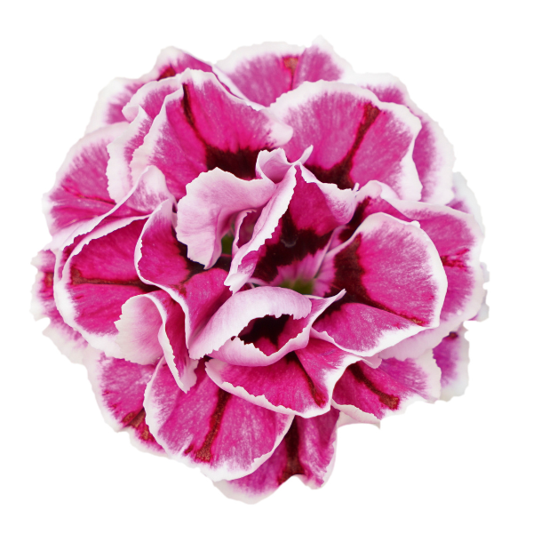 Dianthus cultivars 'Capitan Purple Frost'