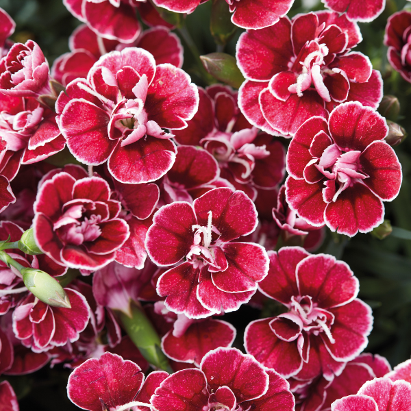 Dianthus cultivars 'Capitan Red White Edge'