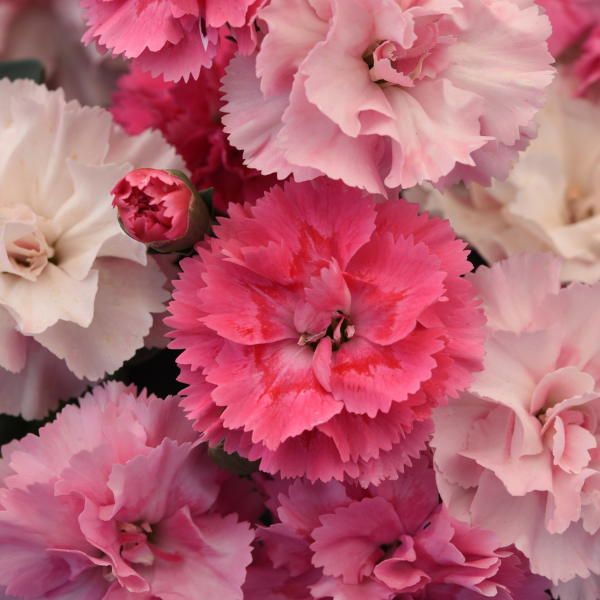 Dianthus caryophyllus 'DiaDeur Pink Shades'