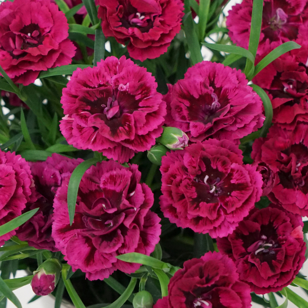 Dianthus caryophyllus 'DiaDeur Magenta and Red'