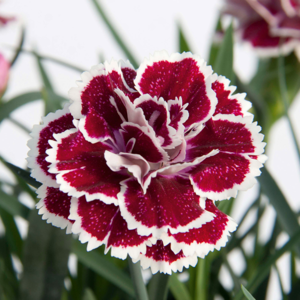 Dianthus caryophyllus 'DiaDeur Magenta and White Edge'
