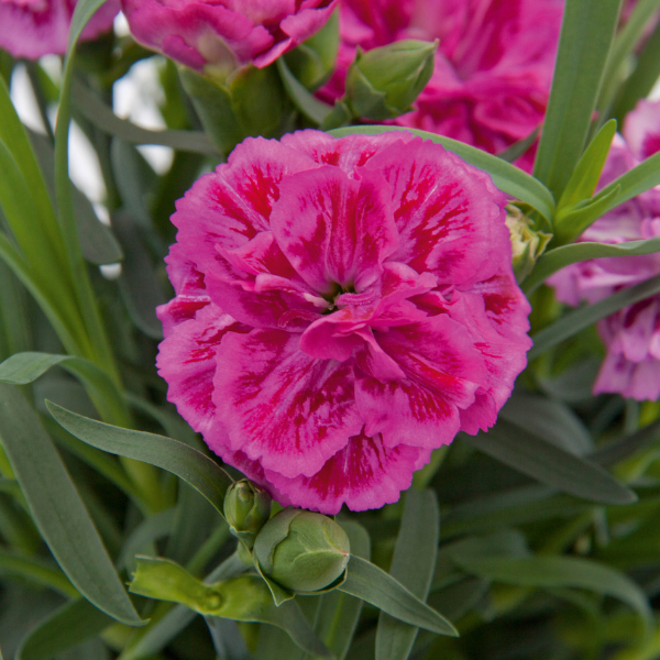 Dianthus caryophyllus 'DiaDeur Pink and Red'