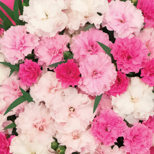 Dianthus caryophyllus 'I Love U'