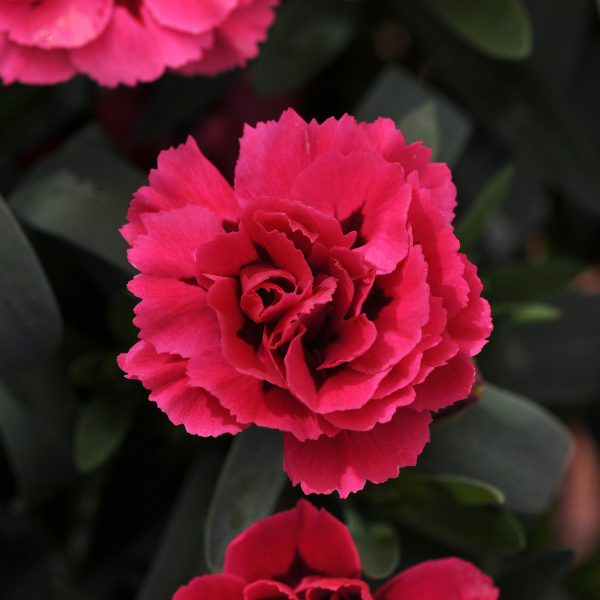 Dianthus caryophyllus 'Oscar Cherry and Velvet'