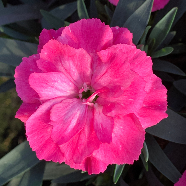 Dianthus caryophyllus 'Oscar Pink Neon'