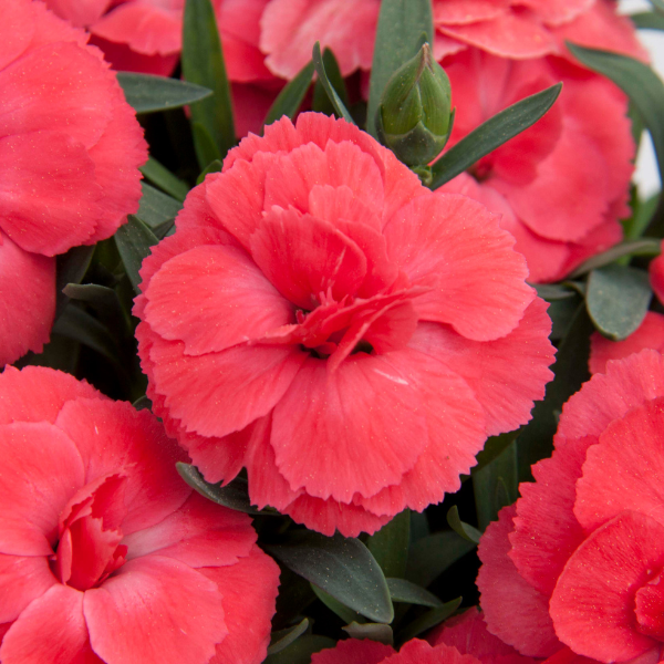 Dianthus caryophyllus 'Oscar Salmon'
