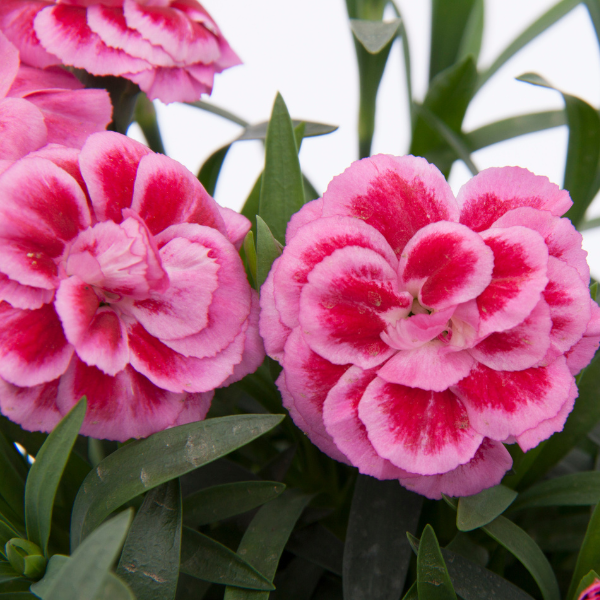 Dianthus caryophyllus 'Oscar Violet and Pink'