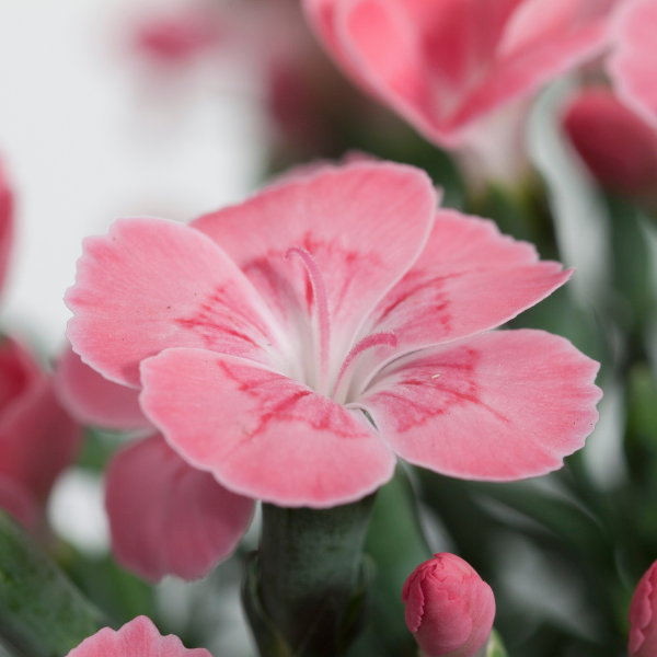 Dianthus cultivars 'Palm Peach'