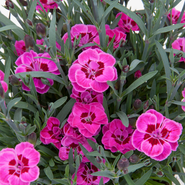 Dianthus cultivars 'Purple Wedding'