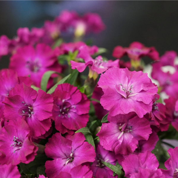 Dianthus caryophyllus 'Scully'