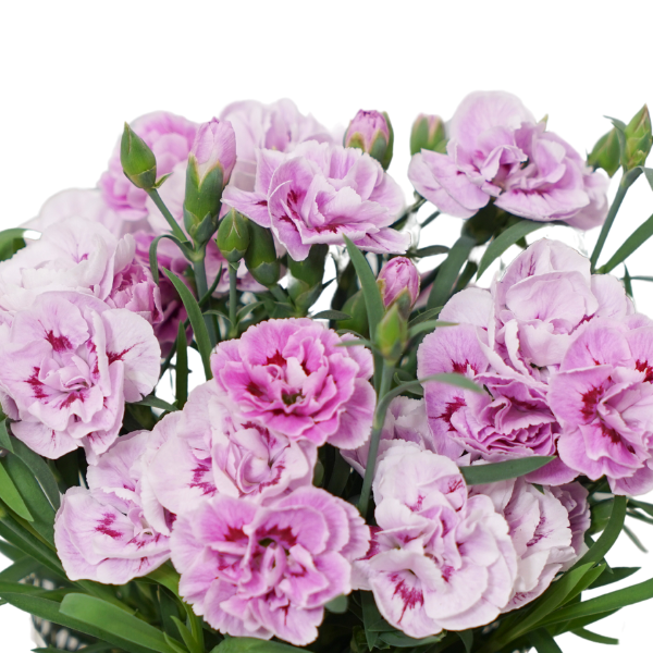 Dianthus caryophyllus 'SuperTrouper Lavender and Eye'
