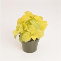 Coleus scutellarioides 'Wizard Golden'