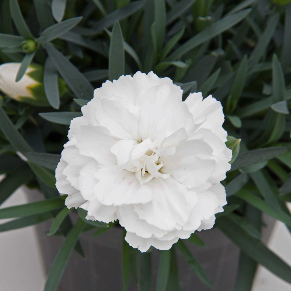 Dianthus caryophyllus 'SuperTrouper White'