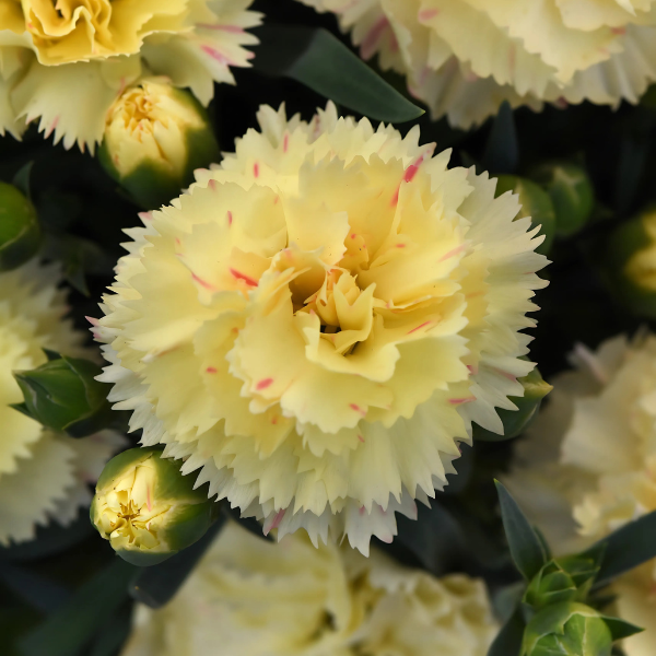 Dianthus caryophyllus 'SuperTrouper Yellow 24'