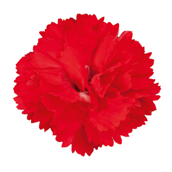 Dianthus cultivars 'Vivacia Bright Red'