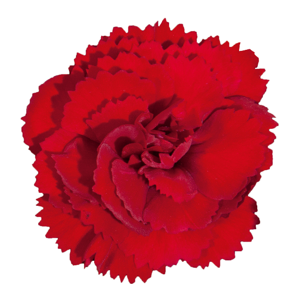 Dianthus cultivars 'Vivacia Deep Red'