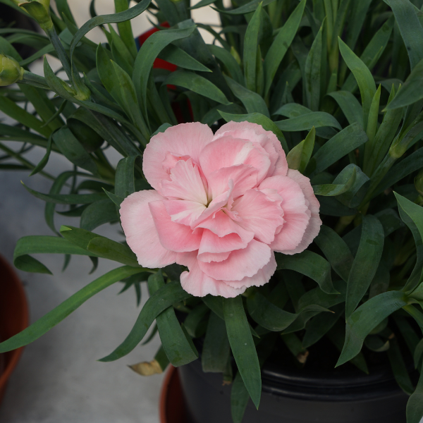 Dianthus cultivars 'Vivacia Light Pink'