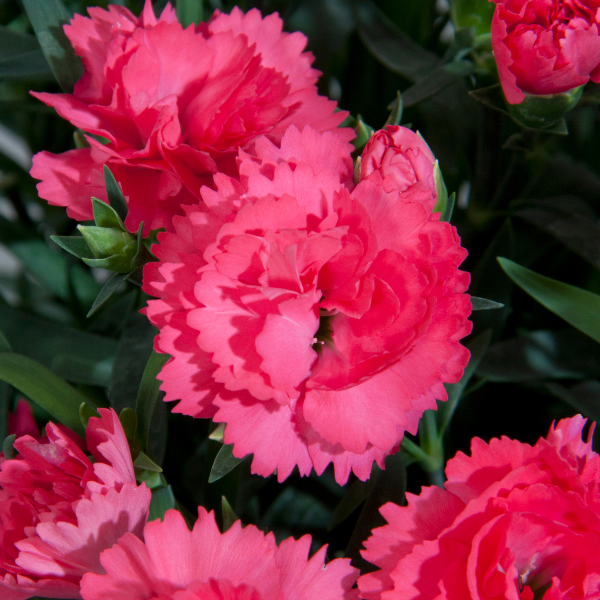 Dianthus cultivars 'Vivacia Pink'