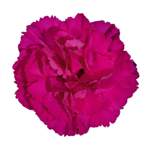 Dianthus cultivars 'Vivacia Purple and White'