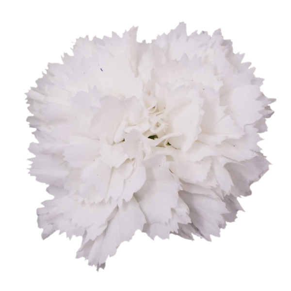 Dianthus cultivars 'Vivacia White'