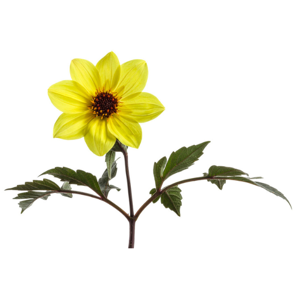 Dahlia hybrida 'Mystic Illusion'