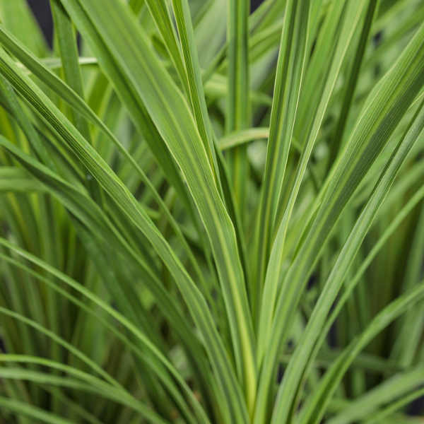 Dracaena indivisa 'Dracaena Spikes'