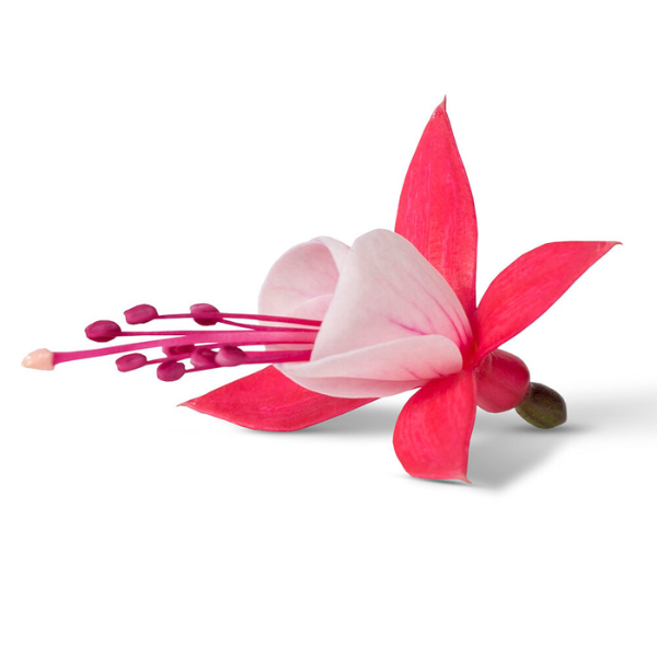 Fuchsia hybrid 'Bella Evita'