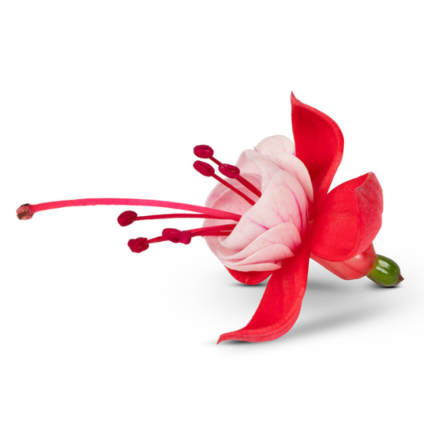 Fuchsia hybrid 'Bella Laura'