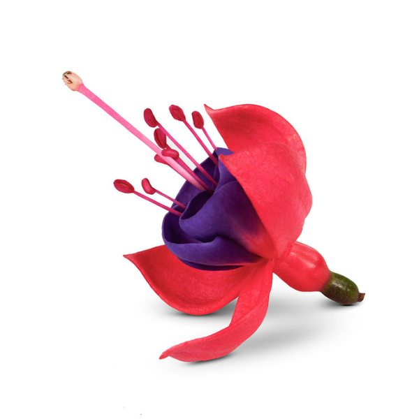 Fuchsia hybrid 'Bella Maria'
