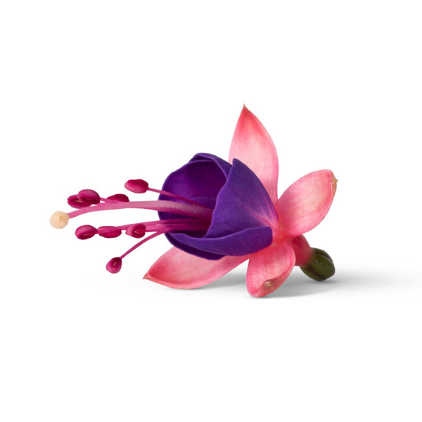 Fuchsia hybrid 'Bella Mariska'