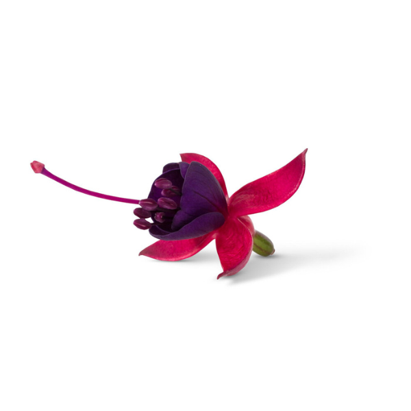 Fuchsia hybrid 'Bella Soila'