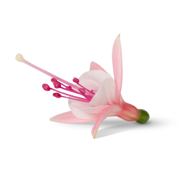 Fuchsia hybrid 'Bella Sophia'
