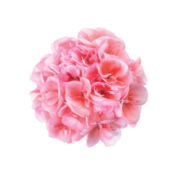 Geranium Hybrid 'Big EEZE Salmon'