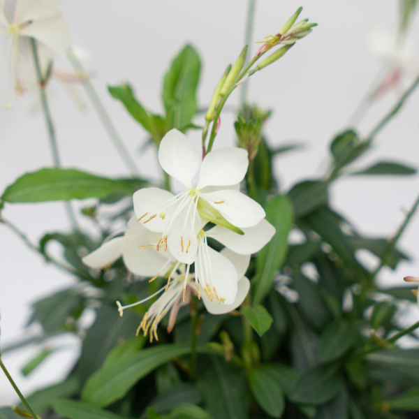 Gaura lindheimeri 'Belleza Early White'