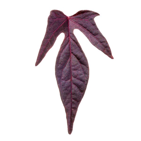 Ipomoea batatas 'Sweet Georgia Fine Burgundy'